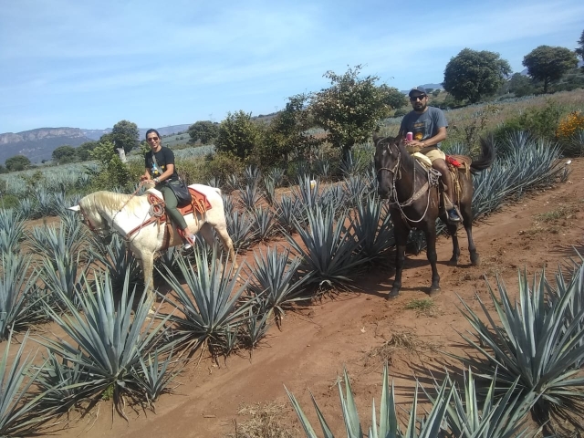 Ruta a caballo campos agave