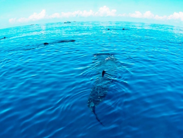 Ballenas nadando