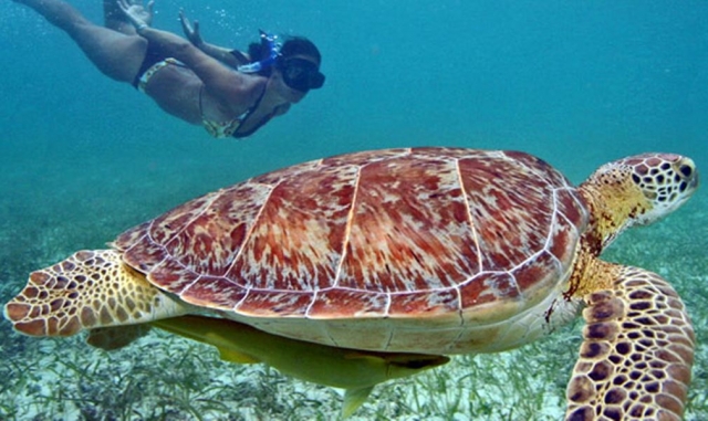 Descubre las tortugas de Akumal