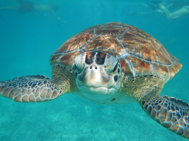 Descubre la vida marina del Caribe mexicano