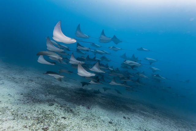 Podrás observar un mundo marino lleno de sorpresas
