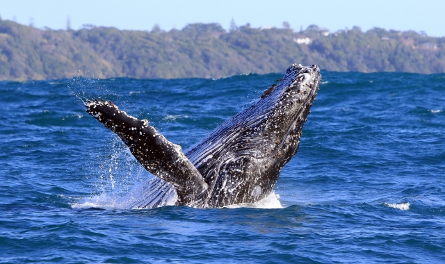 Disfrutalo en Sayulita