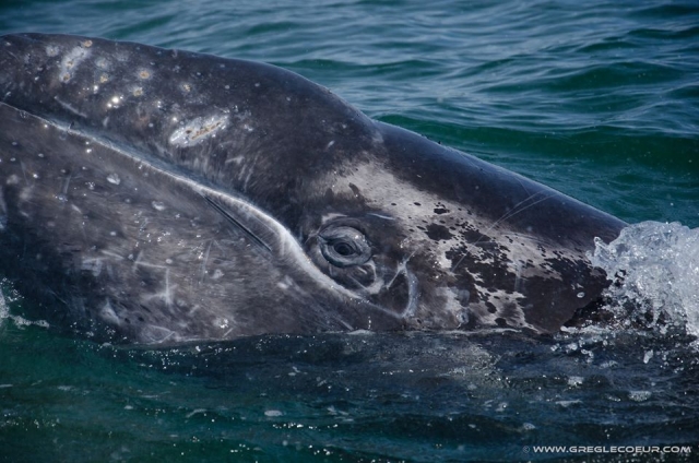 Podrás observarlas así de cerca