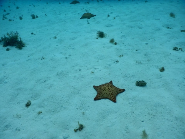 Conoce las estrellas de mar