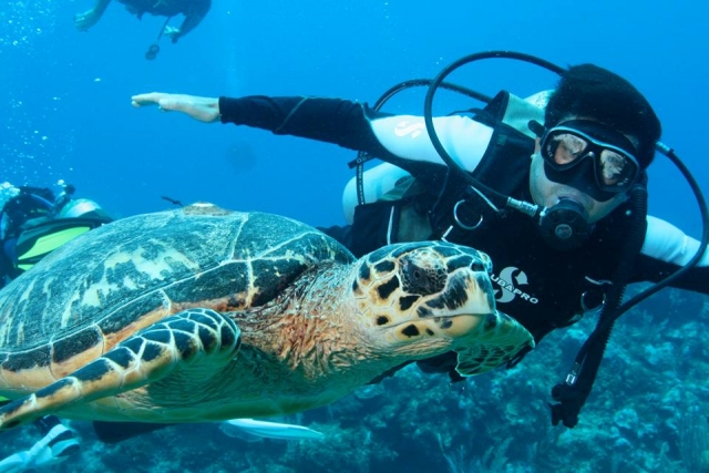 Saluda a las tortugas