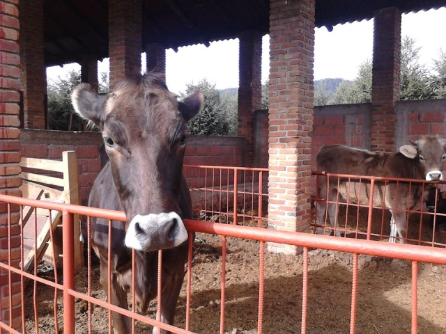 Campamentos tipo granja