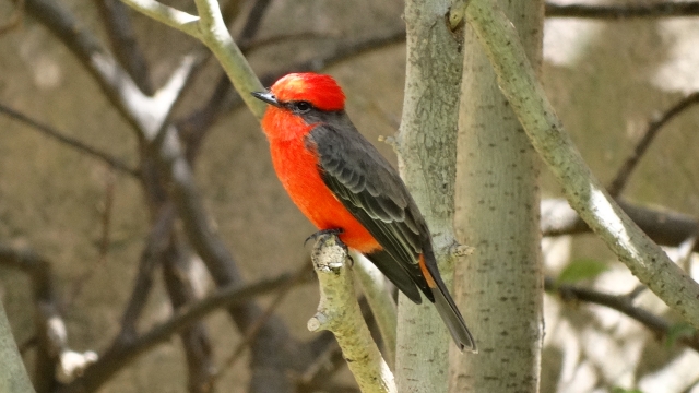 e-19721359-dsc04684.jpg