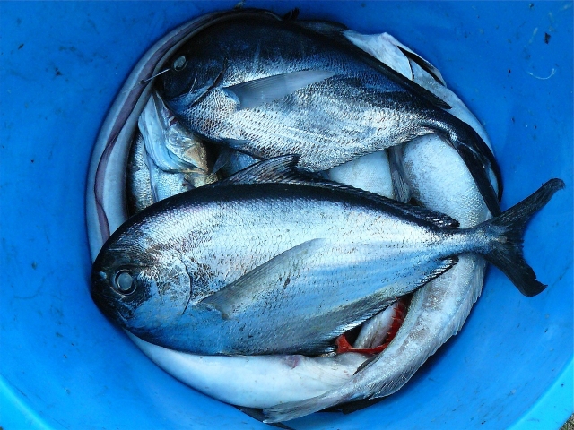 cubeta con peces