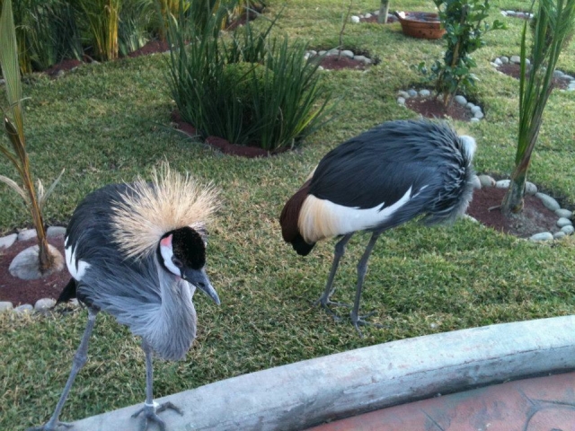 aves exoticas