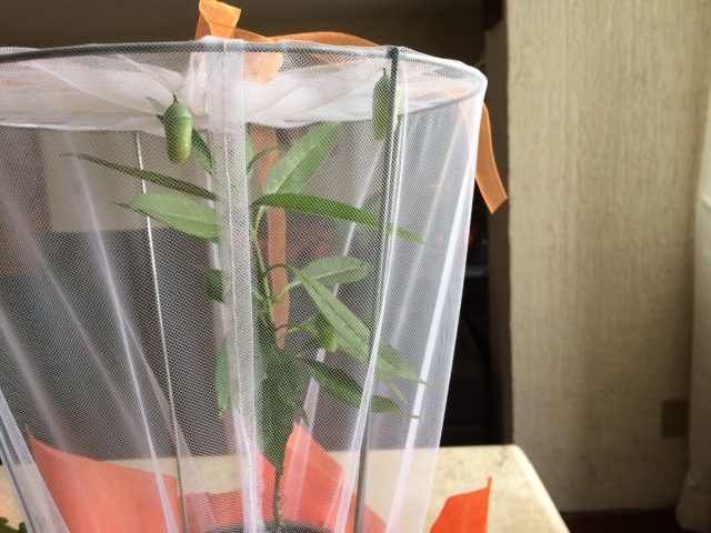 Kit de Crianza Sia Tikuvas