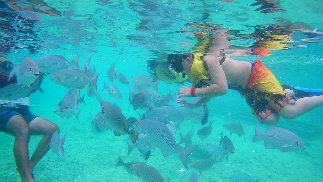 snorkel