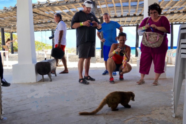admirauncoati