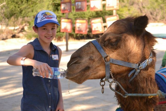 camellos de wild canyon