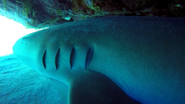 conoce a los tiburones