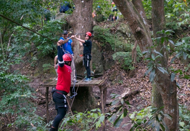 Puente de cabte hasta el arbol