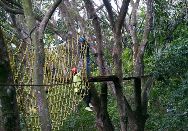 Red entre los arboles