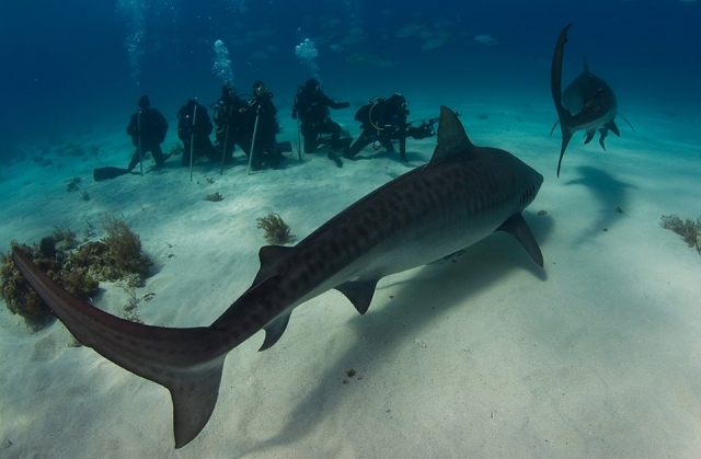 Buceo con tiburones