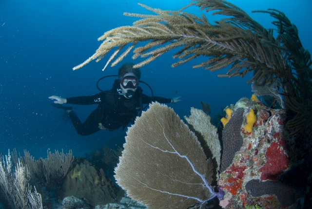 buzo dorado buceo caribe