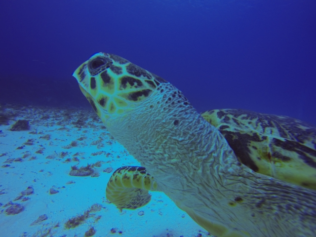 vista de una tortuga haciendo snorkel
