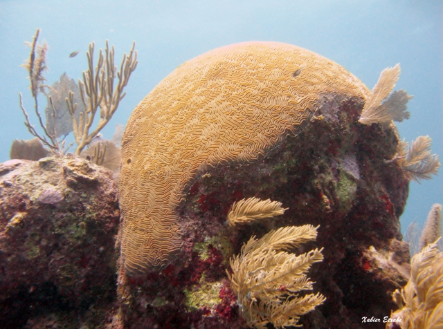 descubre el fondo del mar