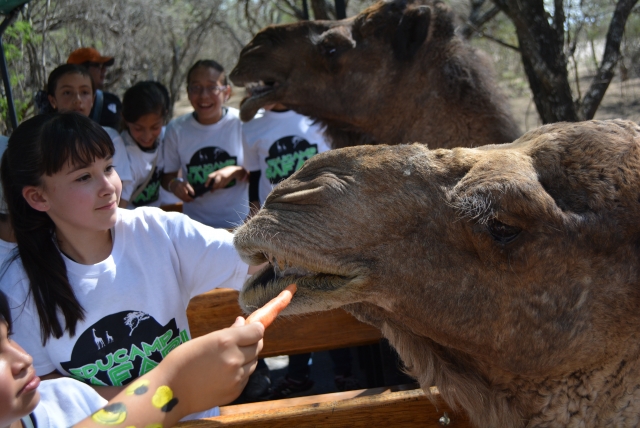 Alimentando al animal