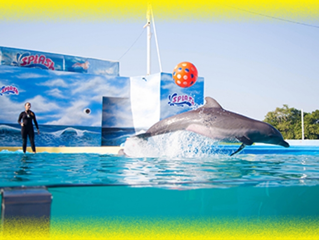 show delfines