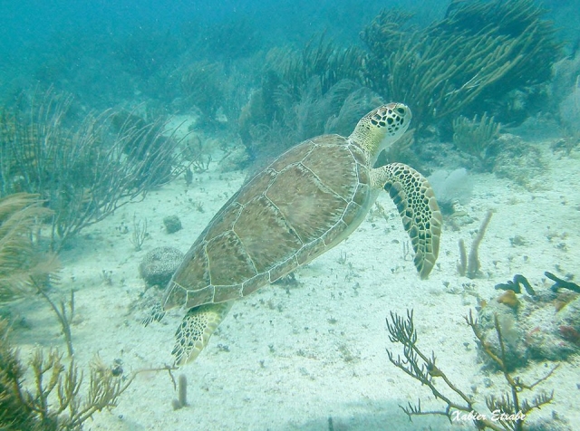 tortuga