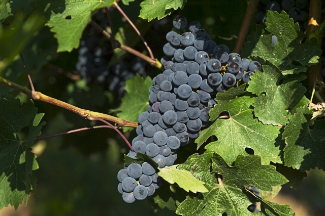 Recoleccion de las uvas 