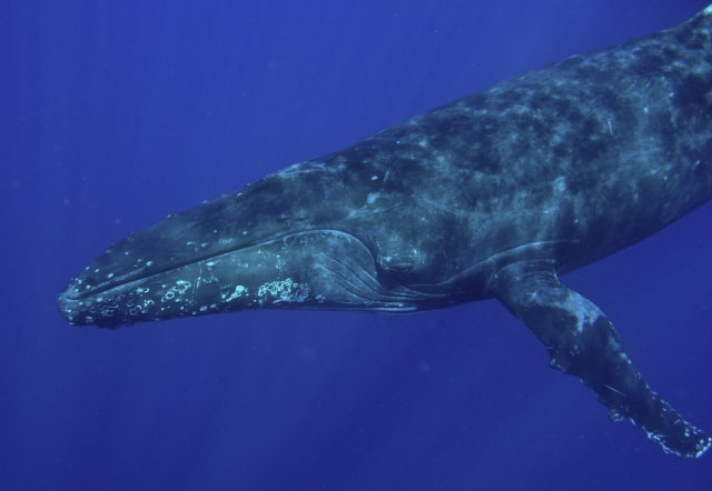 Ballena por el pacifico