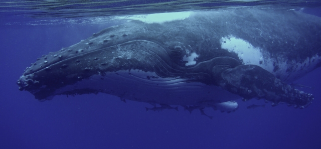 Ballena bajo del mar 