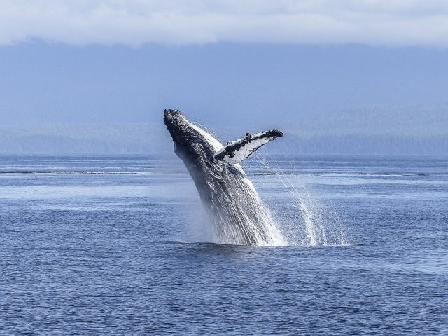 Visita a las ballenas 