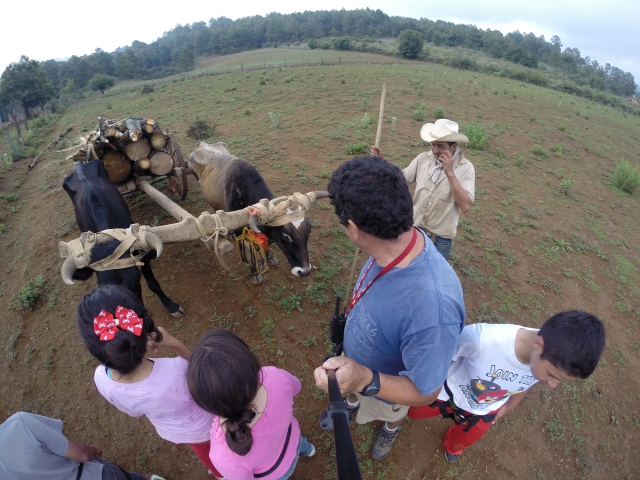 Animales 