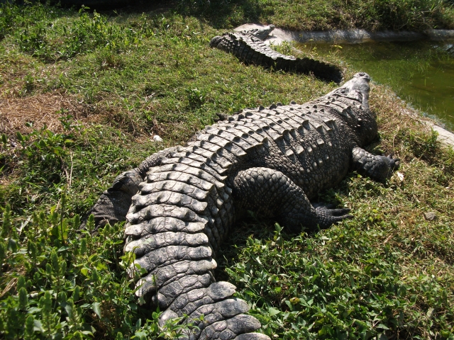 Cocodrilos