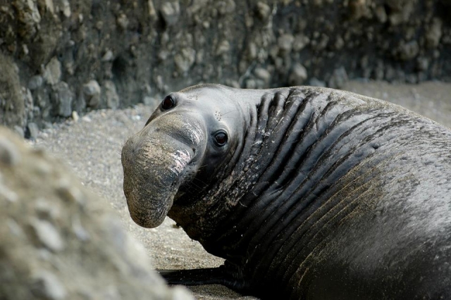 Elefante marino
