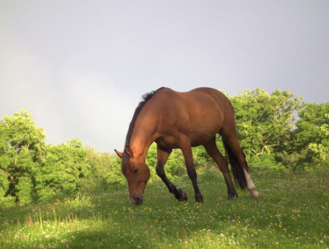 Caballo en césped natural