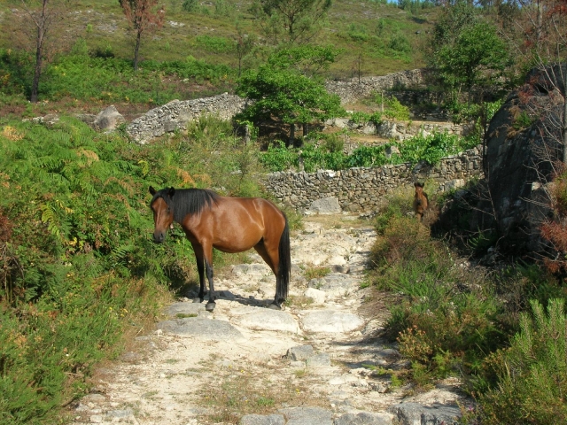 Caballo pastando en Galicia