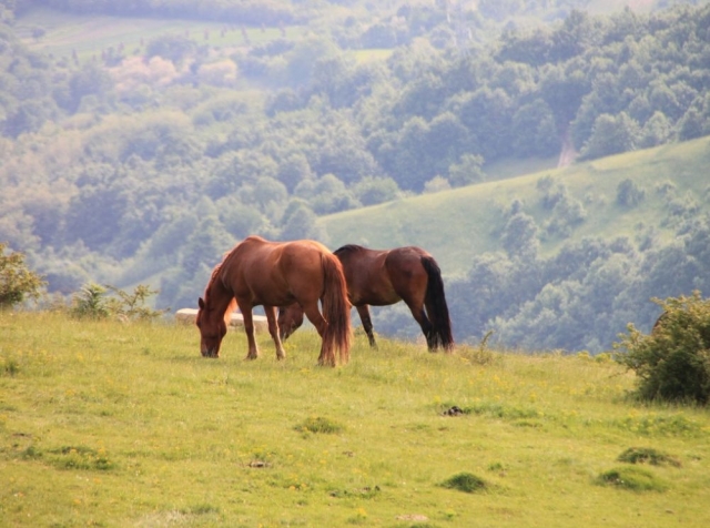 Caballos comiendo juntos