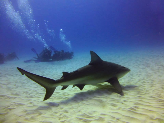 Conociendo al tiburon toro 