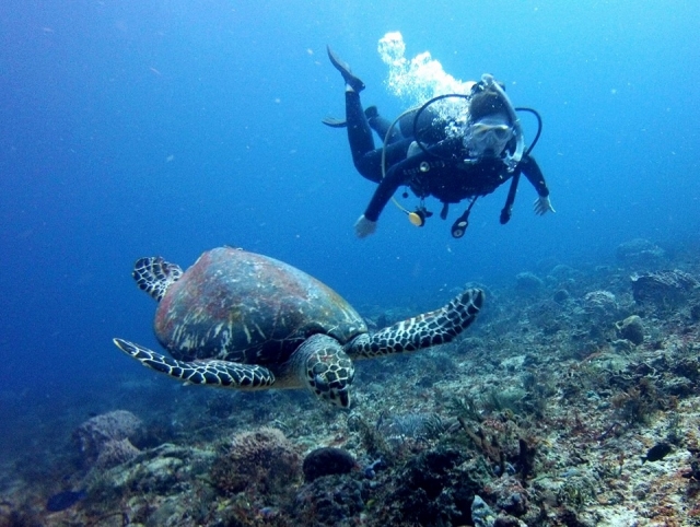Nadando con las tortugas 