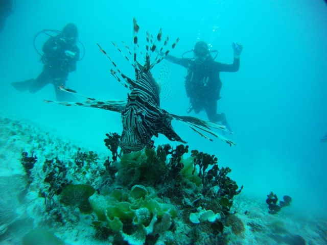 Conociendo especies marinas 