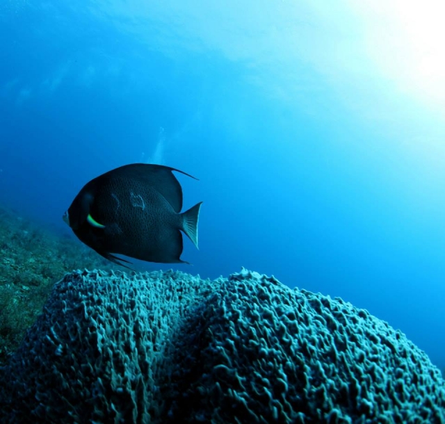 Arecifes en playa del carmen 