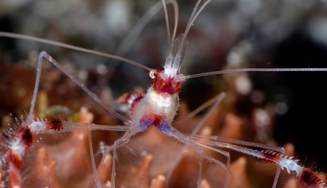 Infinitras especies marinas 