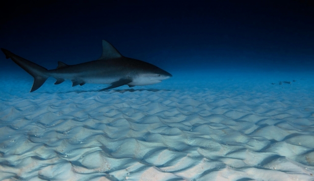 Conoce al tiburon toro