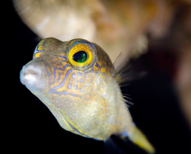 Peces de todos los tamanos