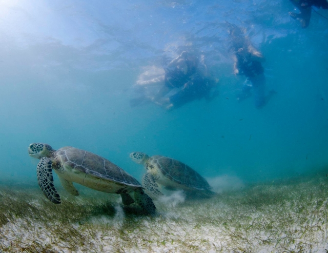observando tortugas snorkeleando 