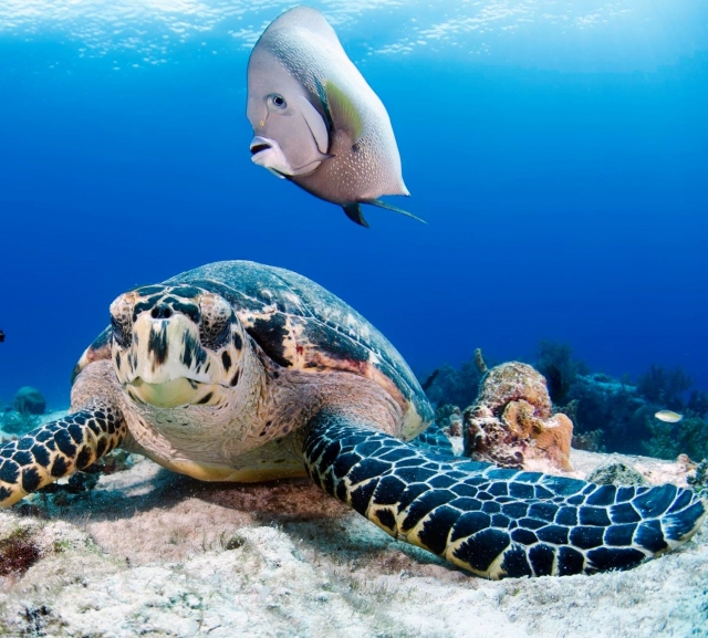 Snorkel entre las especies marinas 