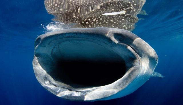 Sonriendo a la camara 