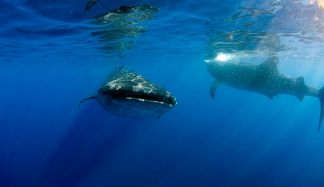 Tiburon ballena en grupo 