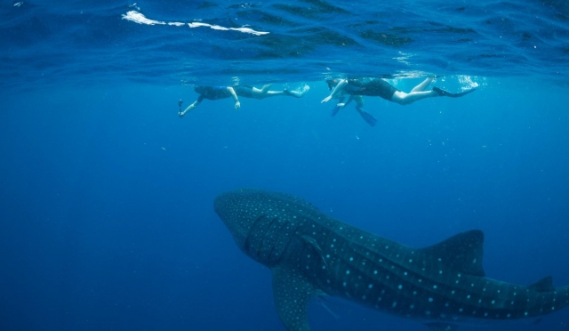 Nadando cerca del tiburon ballena 