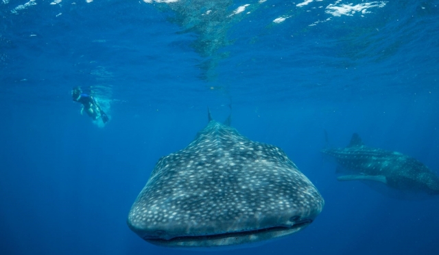 Conociendo al tiburon ballena 